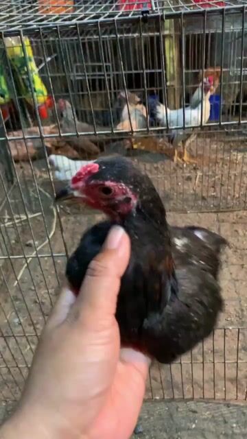 Gà Tre Bắc Cộc trống. Mua bán Gà tại Huyện Bình Chánh Tp Hồ Chí Minh được đăng bởi chau gia  hình 1