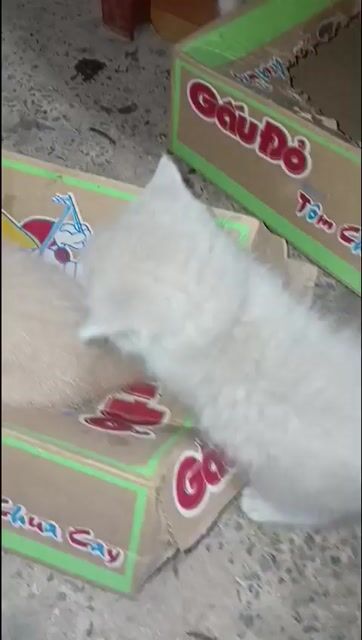 Mèo Anh lông ngắn. Mua bán Mèo tại Huyện Chợ Gạo Tiền Giang được đăng bởi Phạm Thị Thanh Ngân hình 1