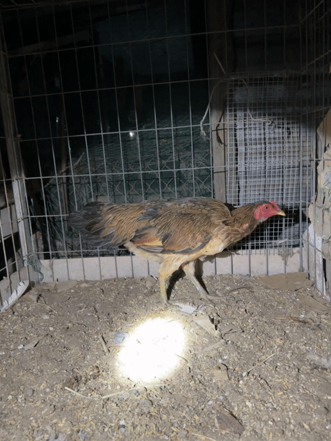 Gà chọi Điều vàng 2kg Tiền Giang. Mua bán Gà tại Huyện Châu Thành Tiền Giang được đăng bởi Võ Tấn Phúc hình 1