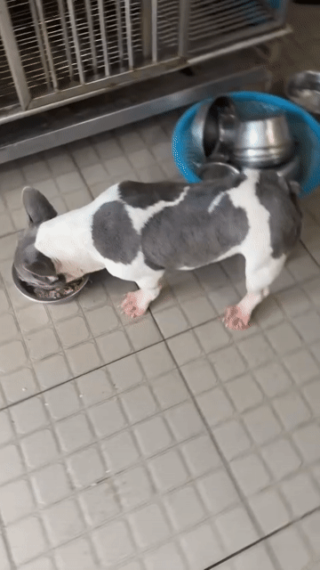Chó Bull Pháp cái Trắng, Xám. Mua bán Chó tại Thành phố Thủ Đức Tp Hồ Chí Minh được đăng bởi Đặng Độ hình 1