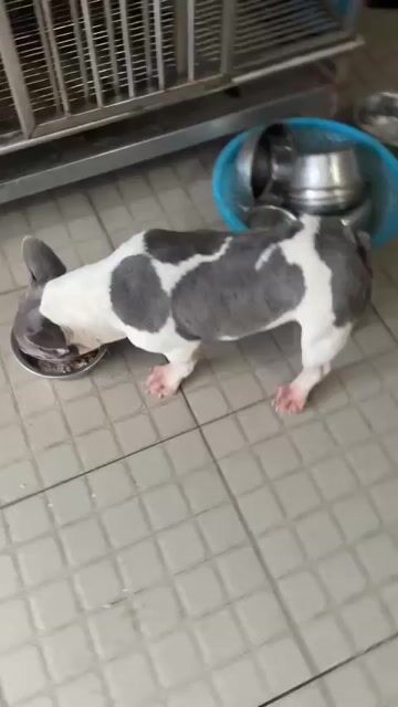 Chó Bull Pháp cái Trắng, Xám. Mua bán Chó tại Thành phố Thủ Đức Tp Hồ Chí Minh được đăng bởi Đặng Độ hình 1