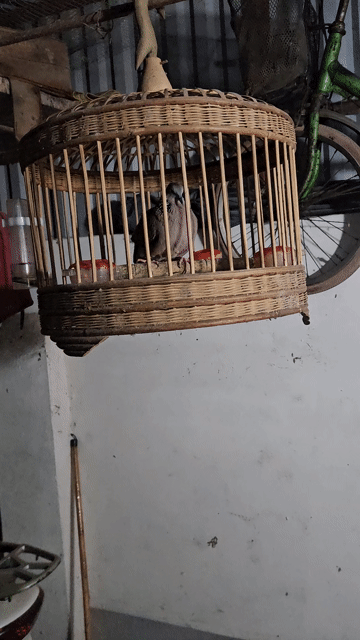 Chim cu gáy Malai cái. Mua bán Chim tại Huyện Hoài Đức Hà Nội được đăng bởi MInh Đăng hình 1