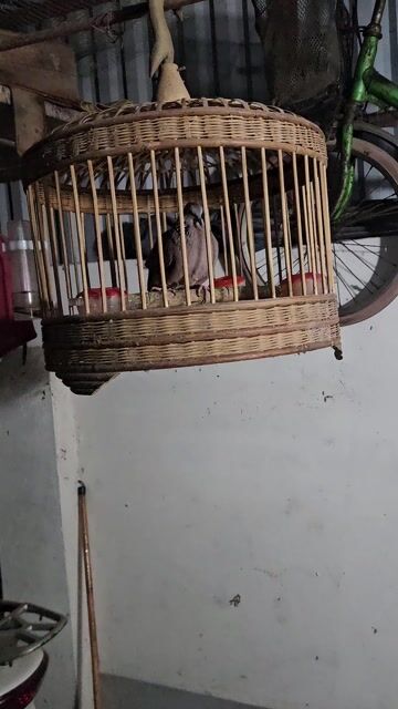 Chim cu gáy Malai cái. Mua bán Chim tại Huyện Hoài Đức Hà Nội được đăng bởi MInh Đăng hình 1