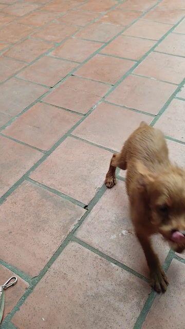 Chó poodle lai. Mua bán Chó tại Huyện Yên Phong Bắc Ninh được đăng bởi Huyen Nguyen hình 1