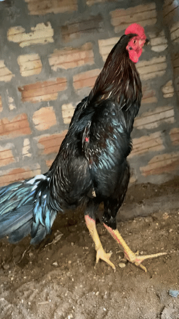 Gà chọi trạng nhỏ. Mua bán Gà tại Huyện Hoài Đức Hà Nội được đăng bởi Nguyễn Hiền Thái hình 1