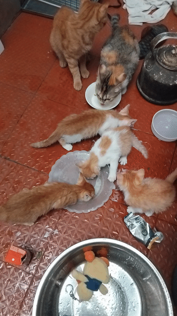 Bán Mèo Nhà Đẻ. Mua bán Mèo tại Quận Hoàn Kiếm Hà Nội được đăng bởi Tên chưa cung cấp hình 1