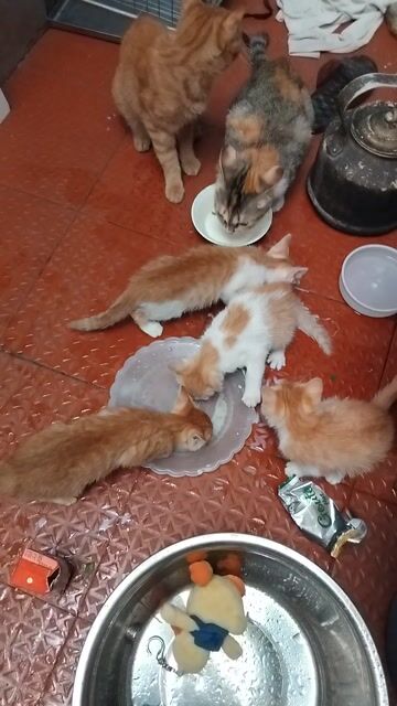 Bán Mèo Nhà Đẻ. Mua bán Mèo tại Quận Hoàn Kiếm Hà Nội được đăng bởi Tên chưa cung cấp hình 1