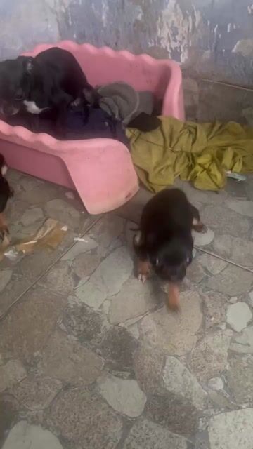 Chó Chihuahua đực 2 tháng tuổi. Mua bán Chó tại Quận 12 Tp Hồ Chí Minh được đăng bởi Thanh Phong hình 1