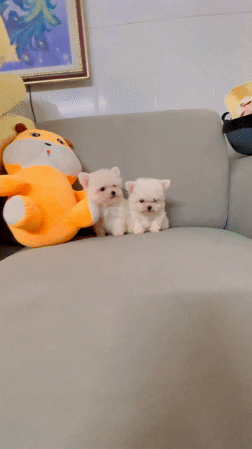 Chó Teacup đực Trắng. Mua bán Chó tại Quận 8 Tp Hồ Chí Minh được đăng bởi Pé Heo hình 1