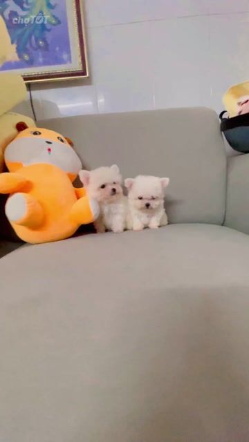 Chó Teacup đực Trắng. Mua bán Chó tại Quận 8 Tp Hồ Chí Minh được đăng bởi Pé Heo hình 1