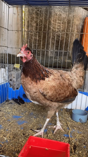 Gà Mỹ Kelos mái nâu 2kg. Mua bán Gà tại Huyện Cầu Ngang Trà Vinh được đăng bởi Nữ hình 1