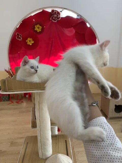 Mèo Golden Point 2 tháng 1 mũi. Mua bán Mèo tại Thành phố Thủ Dầu Một Bình Dương được đăng bởi Mai Thi Thanh Hoa hình 1