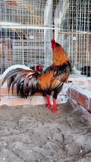 Gà chọi Khét bông 3.1kg Đực. Mua bán Gà tại Huyện Lai Vung Đồng Tháp được đăng bởi gà nồi ngoại hạng  hình 1