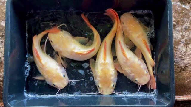 Cá Hồng Vỹ Mỏ Vịt Xanthic U35. Mua bán Thú cưng khác tại Huyện Bình Chánh Tp Hồ Chí Minh được đăng bởi Thạch Thảo hình 1
