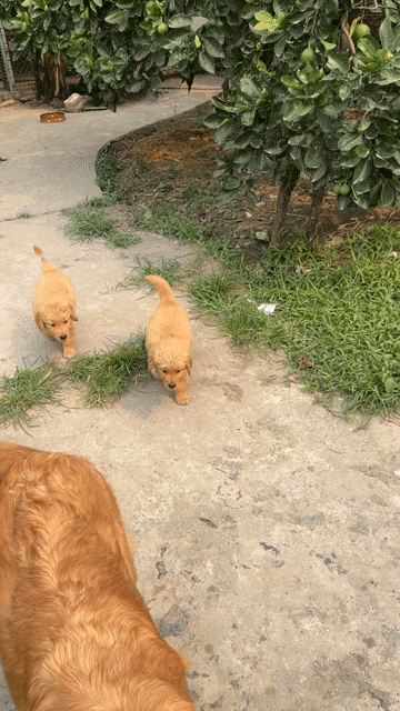Chó Golden Retriever Vàng kem. Mua bán Chó tại Quận Cầu Giấy Hà Nội được đăng bởi Ngô Kiểm hình 1