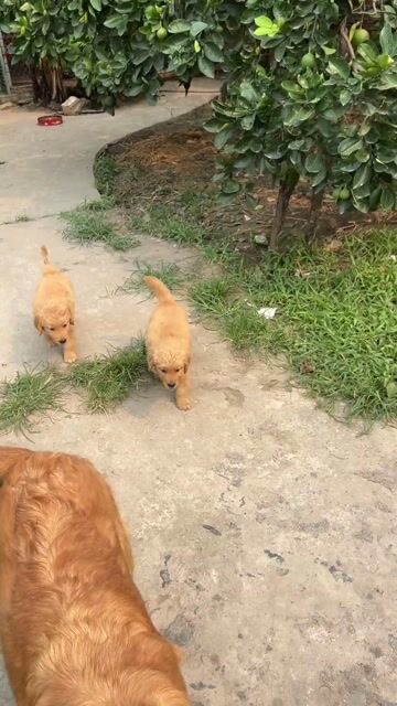 Chó Golden Retriever Vàng kem. Mua bán Chó tại Quận Cầu Giấy Hà Nội được đăng bởi Ngô Kiểm hình 1