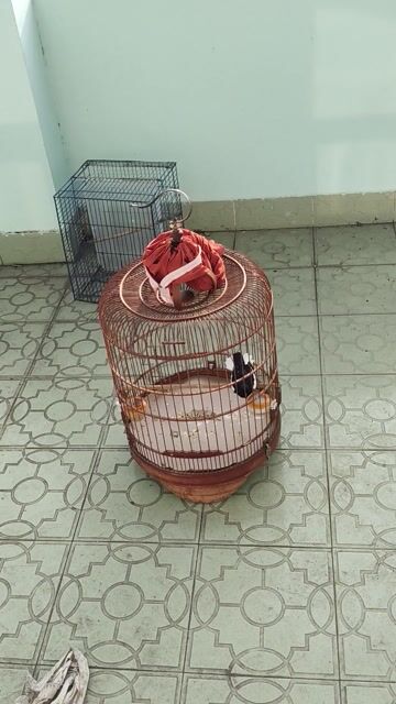Chim chuyền 3 mùa. Mua bán Chim tại Huyện Bình Chánh Tp Hồ Chí Minh được đăng bởi thiện chim than hình 1