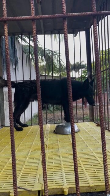 Chó Becgie Bỉ 30kg hơn 1 tuổi. Mua bán Chó tại Huyện Trảng Bàng Tây Ninh được đăng bởi võ văn hùng hình 1