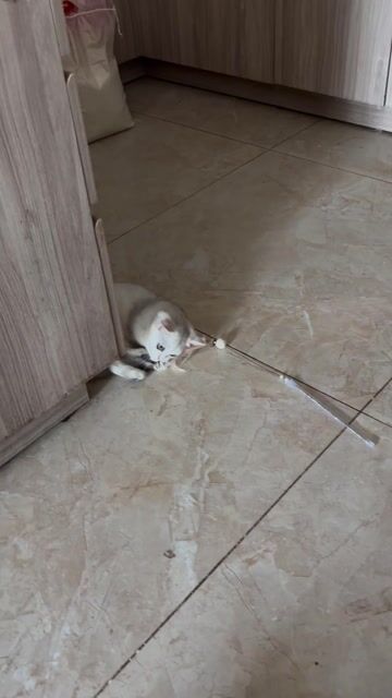 Bé gái Silver chân lùn 5 tháng 🐱❤️. Mua bán Mèo tại Quận Bình Thạnh Tp Hồ Chí Minh được đăng bởi Khanh Xu hình 1