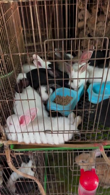 Thỏ con nhiều màu đẹp. Mua bán Thú cưng khác tại Quận Bình Thạnh Tp Hồ Chí Minh được đăng bởi Nông trại thỏ và bọ hình 1