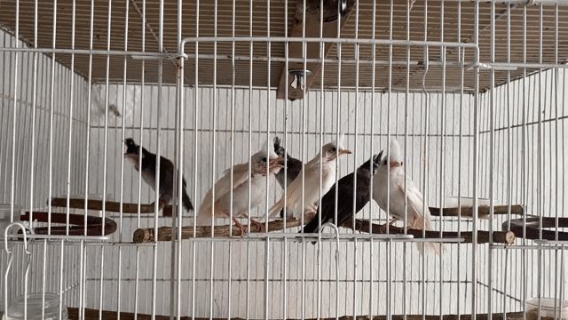 Chim chào mào non. Mua bán Chim tại Huyện Gò Dầu Tây Ninh được đăng bởi Phu Nguyen hình 1