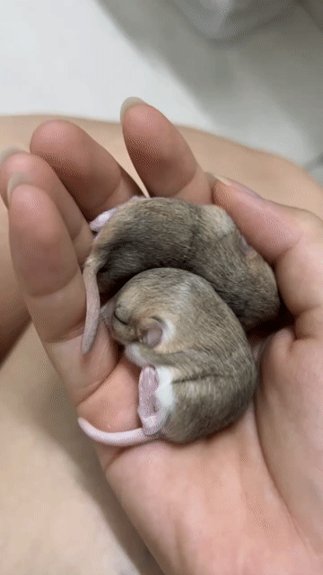 Chuột cảnh Fat tailed Gerbils Nâu. Mua bán Thú cưng khác tại Quận Tây Hồ Hà Nội được đăng bởi Quang Duy hình 1
