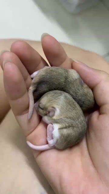 Chuột cảnh Fat tailed Gerbils Nâu. Mua bán Thú cưng khác tại Quận Tây Hồ Hà Nội được đăng bởi Quang Duy hình 1