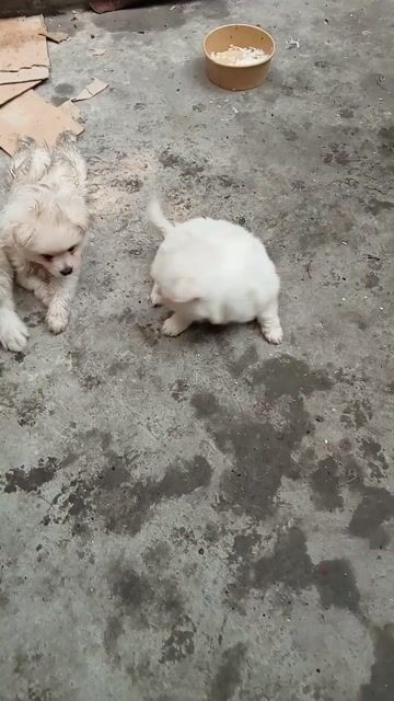 Chó Phốc Sóc Thuần Chủng nhỏ. Mua bán Chó tại Quận Hai Bà Trưng Hà Nội được đăng bởi Phòng trọ Mai Động HN hình 1