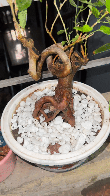 Cây Dâu Tằm Già. Mua bán Cây cảnh, đồ trang trí tại Quận Hoàng Mai Hà Nội được đăng bởi Huy Mắm hình 1