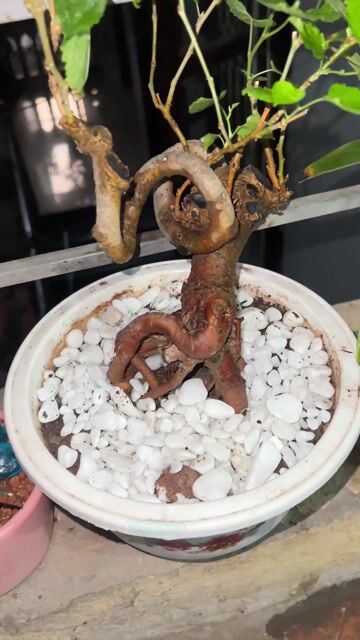 Cây Dâu Tằm Già. Mua bán Cây cảnh, đồ trang trí tại Quận Hoàng Mai Hà Nội được đăng bởi Huy Mắm hình 1