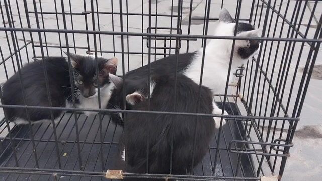 mèo lông ngắn hắc bạch vô thường hà nội. Mua bán Mèo tại Quận Hoàng Mai Hà Nội được đăng bởi CHU TRÀ MY hình 1