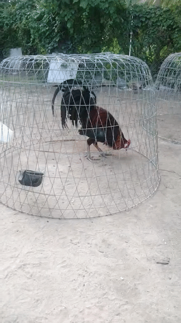 Gà  Peru lai 3kg đang thay lông. Mua bán Gà tại Huyện Tịnh Biên An Giang được đăng bởi An Giang Quê Tôi hình 1