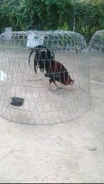 Gà  Peru lai 3kg đang thay lông. Mua bán Gà tại Huyện Tịnh Biên An Giang được đăng bởi An Giang Quê Tôi hình 1