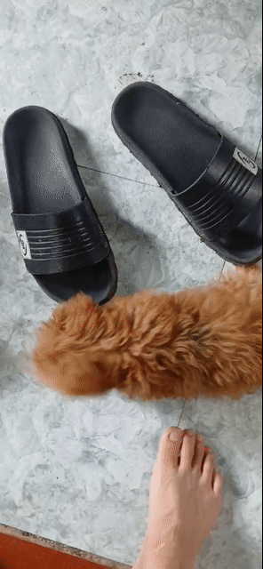 Chó đực. Mua bán Chó tại Huyện Mỏ Cày Nam Bến Tre được đăng bởi Trung Hiếu hình 1