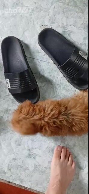 Chó đực. Mua bán Chó tại Huyện Mỏ Cày Nam Bến Tre được đăng bởi Trung Hiếu hình 1