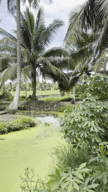 Mua bán Nhà ở Huyện Gò Công Tây Tiền Giang diện tích 3663 m² giá 3,6 tỷ