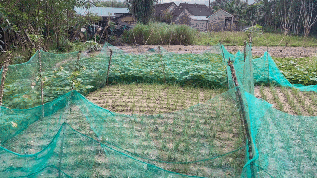 Mua bán Đất Huyện Quế Sơn Quảng Nam diện tích 100 m² giá 230 triệu