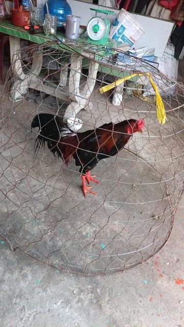 đều 2k8 tay tốt lông mới . Mua bán Gà tại Huyện Phú Tân An Giang được đăng bởi Vủ kê hình 1