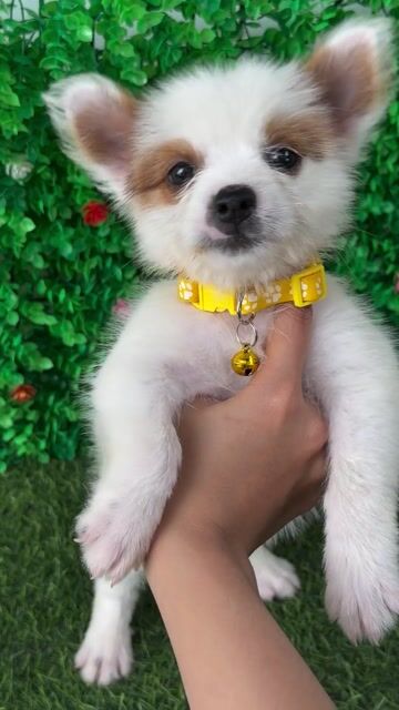 PHÓC SÓC LAI NHẬT LANH LỢI, SIÊU CƯNG ĐÁNG YÊU🐶. Mua bán Chó tại Huyện Hóc Môn Tp Hồ Chí Minh được đăng bởi Cún xinh nhà TaDa hình 1