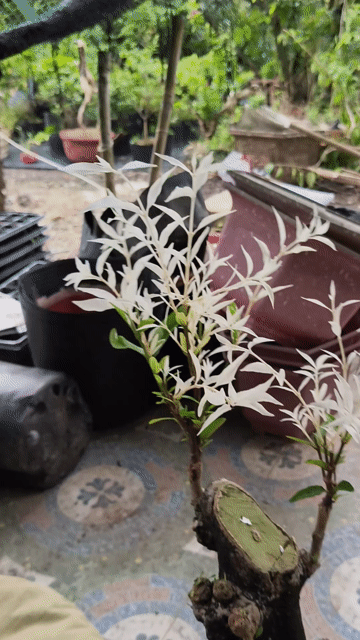Mai chiếu thủy cẩm thạch chơi lá hoa. Mua bán Cây cảnh, đồ trang trí tại Huyện Chợ Gạo Tiền Giang được đăng bởi Thì Chơi Thích hình 1