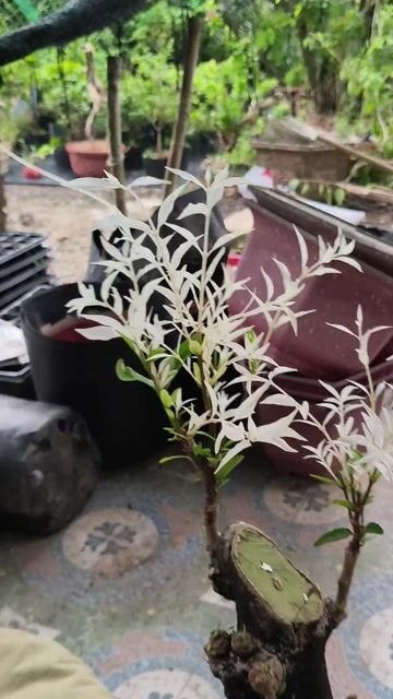 Mai chiếu thủy cẩm thạch chơi lá hoa. Mua bán Cây cảnh, đồ trang trí tại Huyện Chợ Gạo Tiền Giang được đăng bởi Thì Chơi Thích hình 1