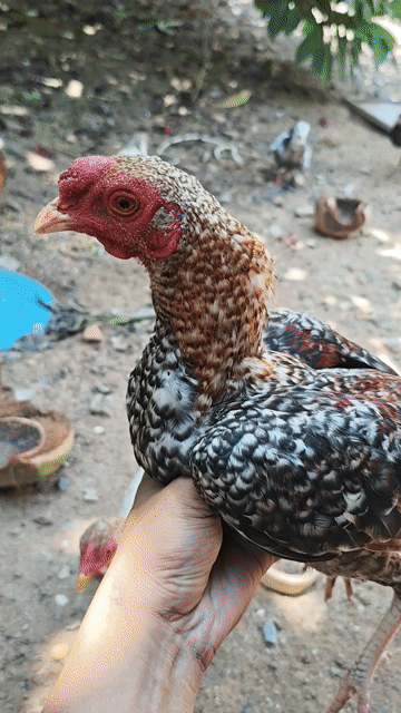 Gà Asil tơ đa sắc khỏe mạnh. Mua bán Gà tại Huyện Trảng Bàng Tây Ninh được đăng bởi Nguyên Buôn bán gà và Phân Thuốc trừ sâu hình 1