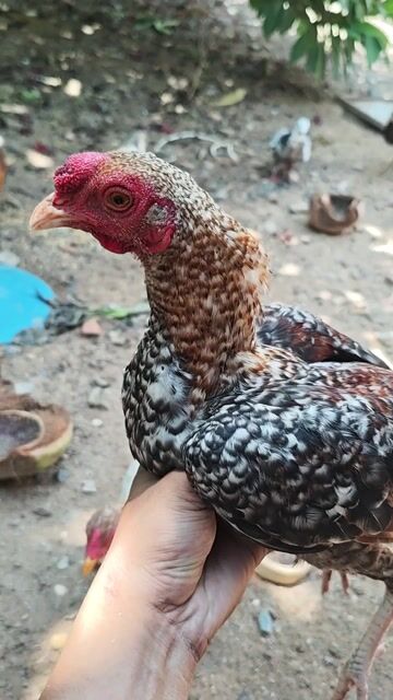 Gà Asil tơ đa sắc khỏe mạnh. Mua bán Gà tại Huyện Trảng Bàng Tây Ninh được đăng bởi Nguyên Buôn bán gà và Phân Thuốc trừ sâu hình 1