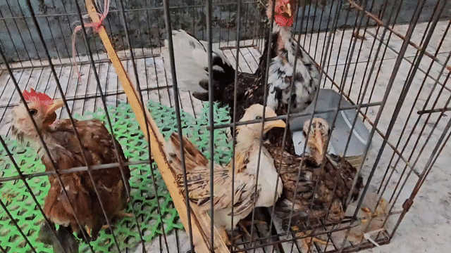 Thanh Lý Gà serama. Mua bán Gà tại Quận 12 Tp Hồ Chí Minh được đăng bởi Trương Tuyết Nhi hình 1