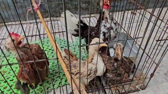 Thanh Lý Gà serama. Mua bán Gà tại Quận 12 Tp Hồ Chí Minh được đăng bởi Trương Tuyết Nhi hình 1