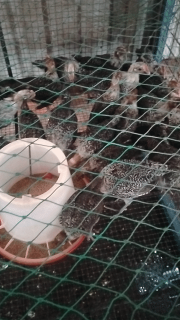 Gà Ai Cập SIÊU ĐẺ TRỨNG . Mua bán Gà tại Thành phố Dĩ An Bình Dương được đăng bởi Vu Tho hình 1