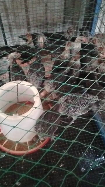 Gà Ai Cập SIÊU ĐẺ TRỨNG . Mua bán Gà tại Thành phố Dĩ An Bình Dương được đăng bởi Vu Tho hình 1