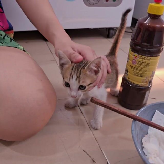 Mèo nhỏ siêu thông minh, giới tính cái, siêu quấn. Mua bán Mèo tại Quận Bình Thạnh Tp Hồ Chí Minh được đăng bởi Nguyễn Thị Lan Thanh hình 1