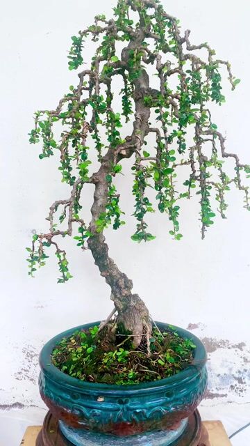 Cây cảnh Sam trái Liễu rũ. Mua bán Cây cảnh, đồ trang trí tại Thành phố Thủ Đức Tp Hồ Chí Minh được đăng bởi Bonsai Quang Châu  hình 1