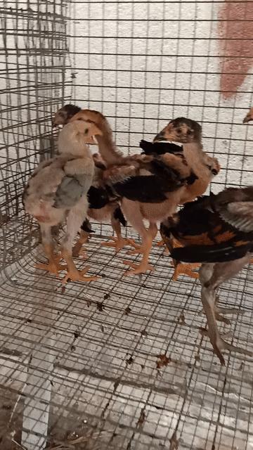 bán gà chọi con 2 tháng. Mua bán Gà tại Thành phố Thuận An Bình Dương được đăng bởi Thanh hình 1